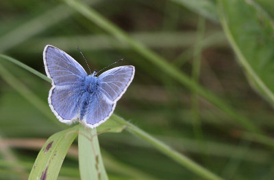 Common Blue (Polyommatus icarus)