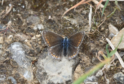 Common Blue (Polyommatus icarus)