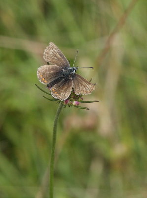 Northern Brown Argus (Aricia artaxerxes salmacis)