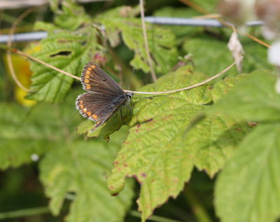 Northern Brown Argus (Aricia artaxerxes salmacis)