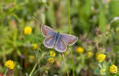 Common Blue (Polyommatus icarus)