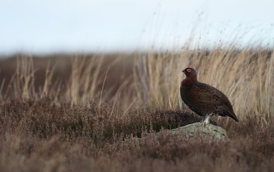 Red Grouse (Lagopus lagopus)