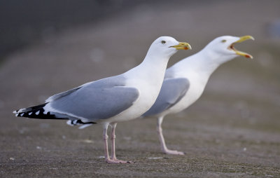 Herring Gull (Larus argentatus)