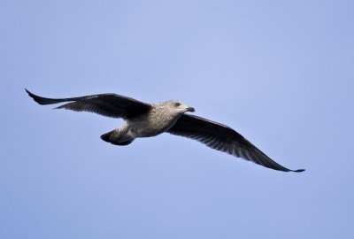 Herring Gull (Larus argentatus)