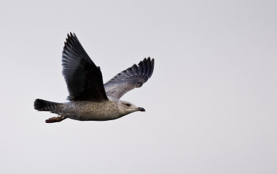 Herring Gull (Larus argentatus)