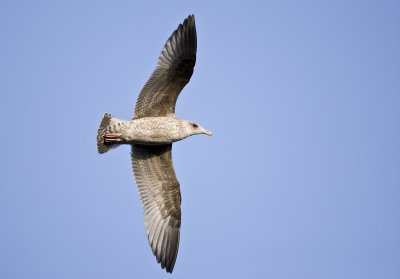 Herring Gull (Larus argentatus)