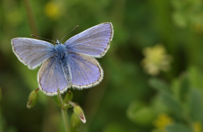 Common Blue (Polyommatus icarus)