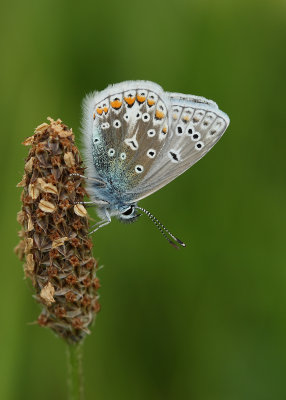 Common Blue (Polyommatus icarus)