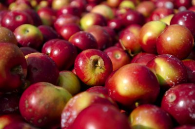 Markham Applefest 2008