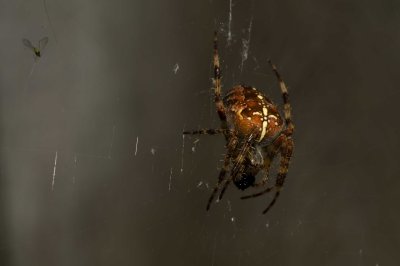 Spider!!