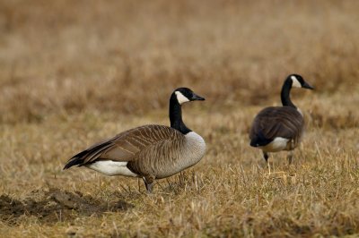 Canada Goose