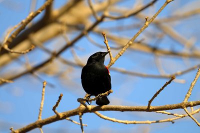 Red wing black bird