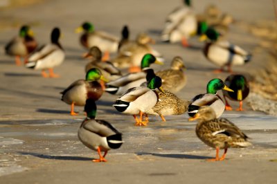 Ducks take a walk