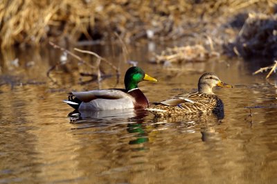 Mallard Drake and Hen ducks