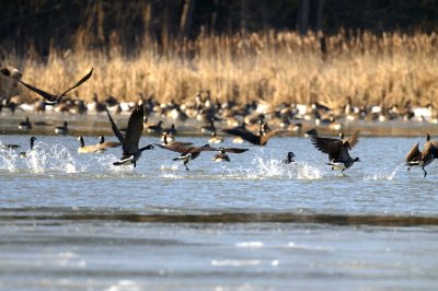 Running On Water