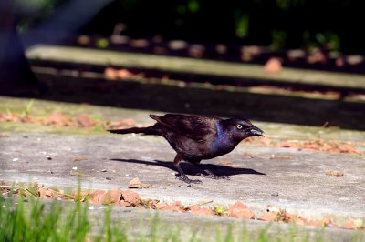 Black bird; tripod mount; loose ball head for pivot; centre focus point