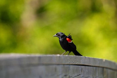 Red wing black bird