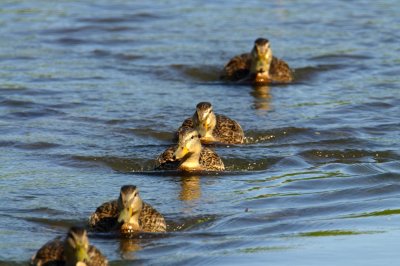 Duck armada