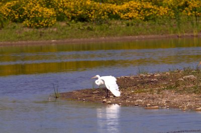 White Egrets