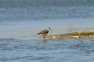 Very noisy bird; please help identify.