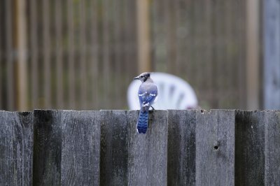 Blue Jay