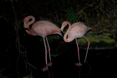 DSC_0534.jpg