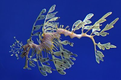 Monterey Bay Aquarium