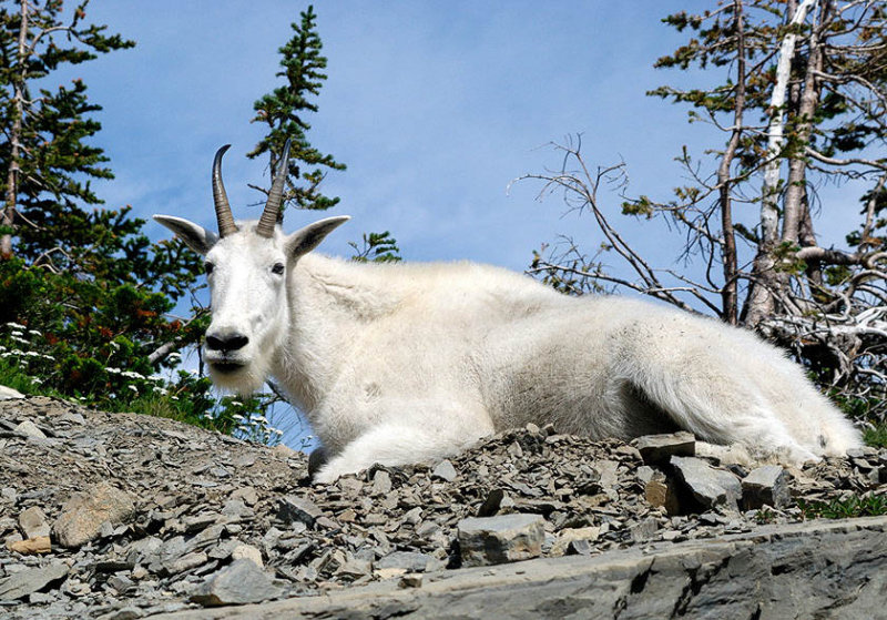 Mama Goat Resting