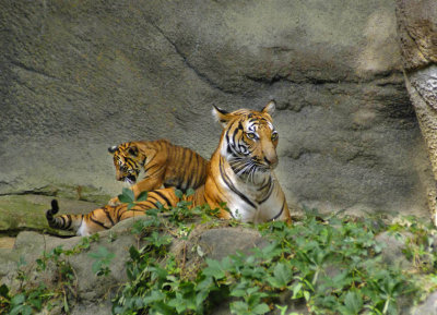 Going to Get Mom's Tail