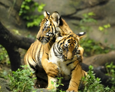 Malayan Tigers - July 2009