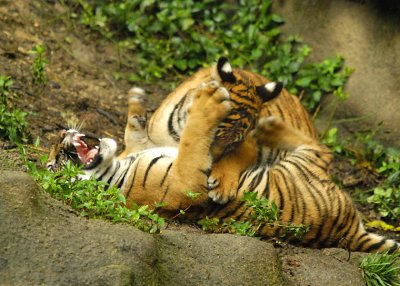 Tigers805-2009-08-05_045.jpg