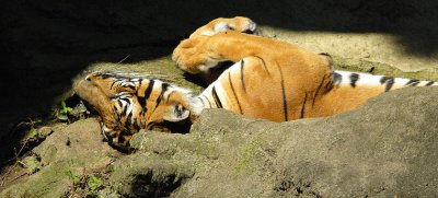 Taking a Snooze