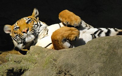 You Onlookers, Quiet, I'm Trying to Sleep