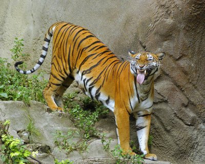 Tigers802-2009-08-02_018.jpg