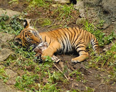 Tigers802-2009-08-02_050.jpg