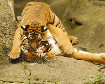 Tigers810-2009-08-10_022-99.jpg