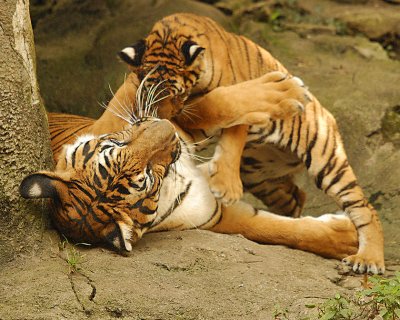 Tigers810-2009-08-10_026-99.jpg