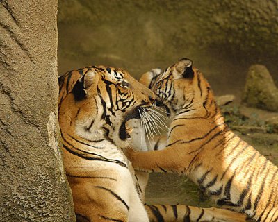 Tigers810-2009-08-10_033-99.jpg