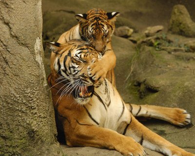 Tigers810-2009-08-10_047.jpg