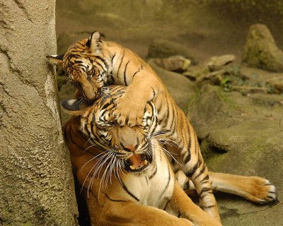 Tigers810-2009-08-10_048-99.jpg