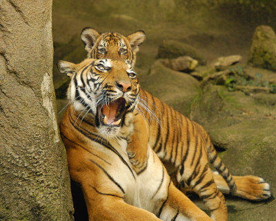 Tigers810-2009-08-10_050-99.jpg