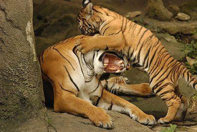 Tigers810-2009-08-10_053-99.jpg
