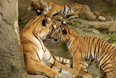 Tigers810-2009-08-10_016.jpg