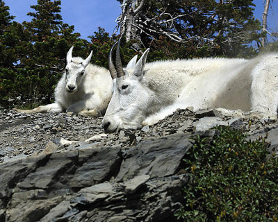 Mother Mountain Goat & Baby