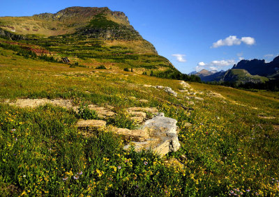 Alpine Meadow Wildflowers - Logan Pass