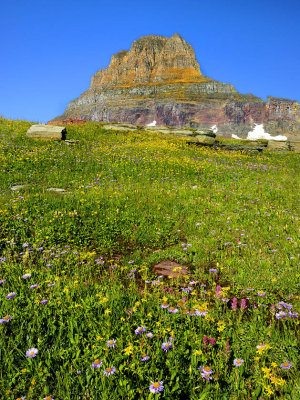 Another View of Mt Clements and Wildflowers
