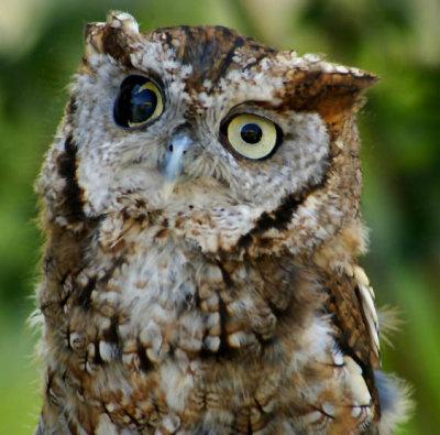 Injured Owl.jpg