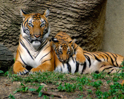 Tigers911-2009-09-12_007.jpg