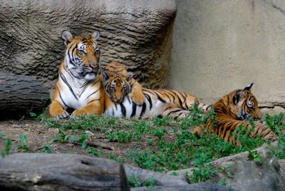 Tigers911-2009-09-12_006.jpg