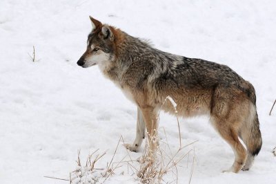 Zoo-_20110128_118_.jpg